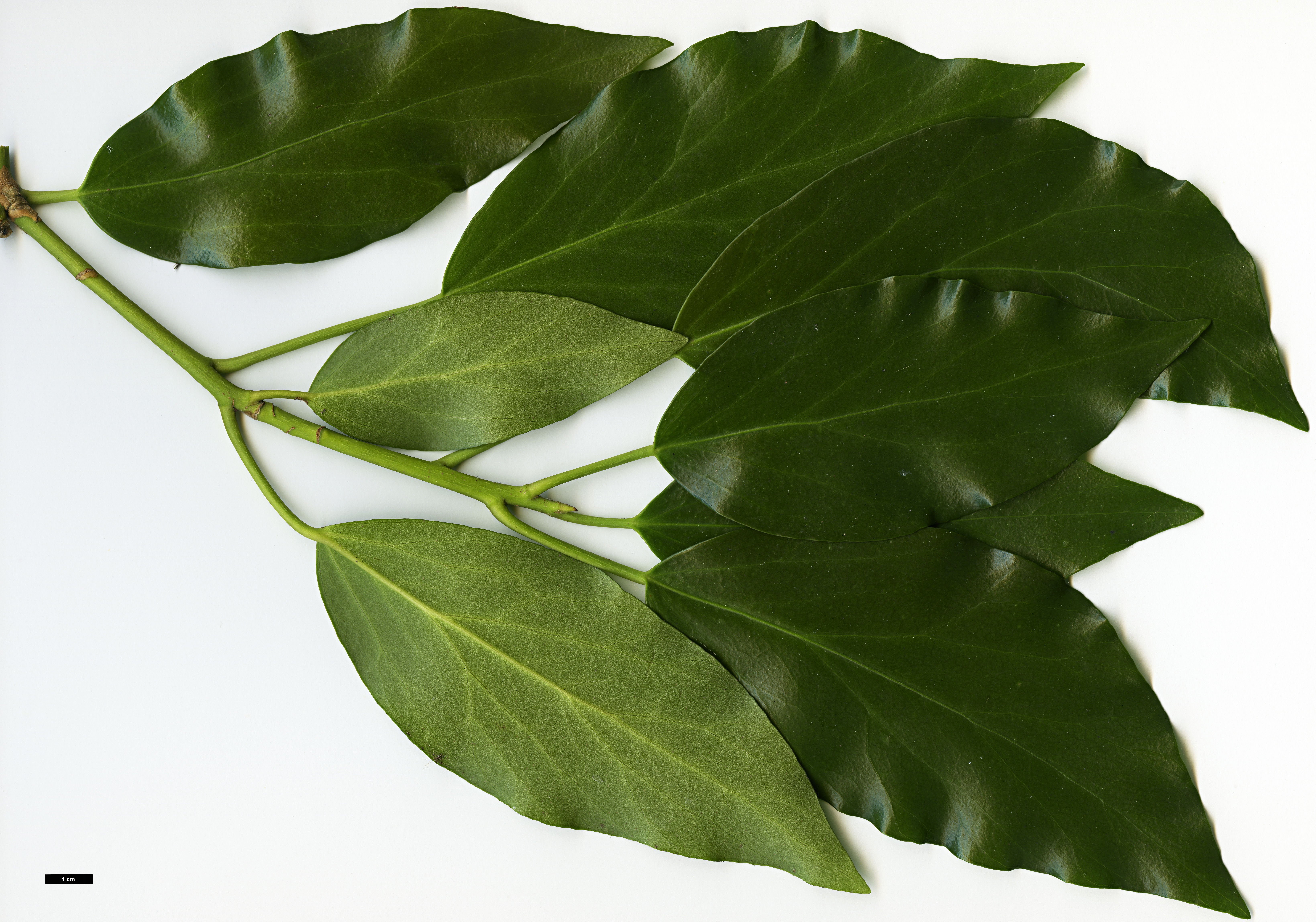 High resolution image: Family: Araliaceae - Genus: Hedera - Taxon: colchica High resolution image: Family: Araliaceae - Genus: Hedera - Taxon: colchica